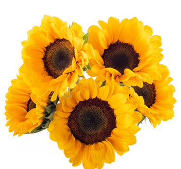 Bulk Sunflowers Premium