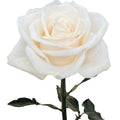 Vendela White Rose