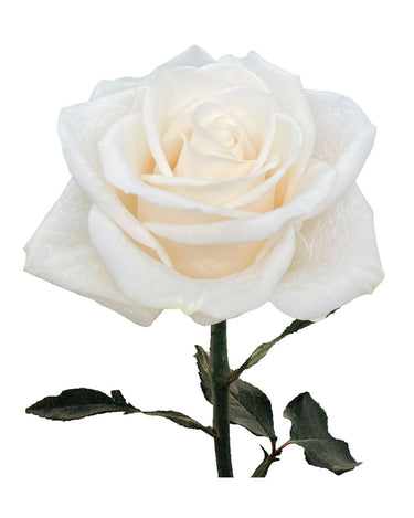 Vendela White Rose