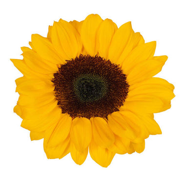 Bulk Sunflowers Premium