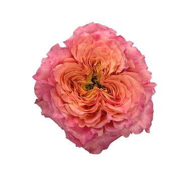 Bulk Ashley Spirit Garden Rose