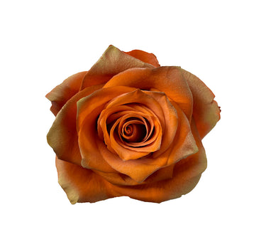 Autumn Laurel Tinted Roses Gift Box