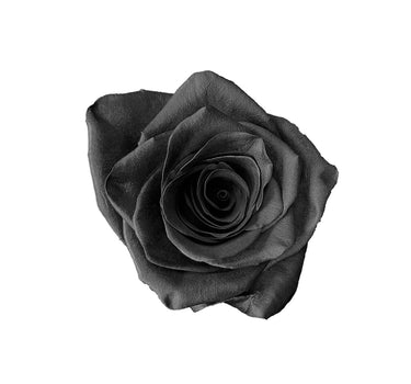 Black Classic Tinted Roses Gift Box