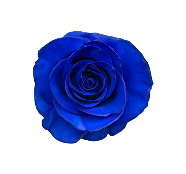 Blue Classic Tinted Roses Gift Box