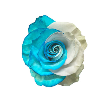 Blue Lace White Tinted Roses Gift Box