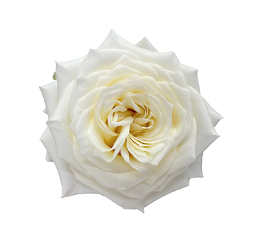 Bulk Candlelight Rose