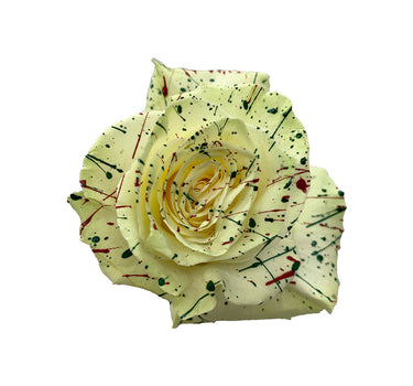 Christmas Confetti Tinted Roses Gift Box