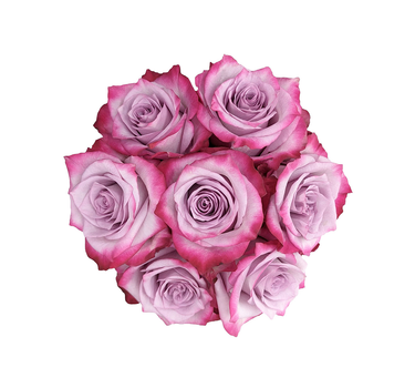 Bulk Deep Purple Rose