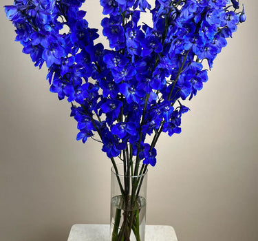 Bulk Delphinium Sea Waltz