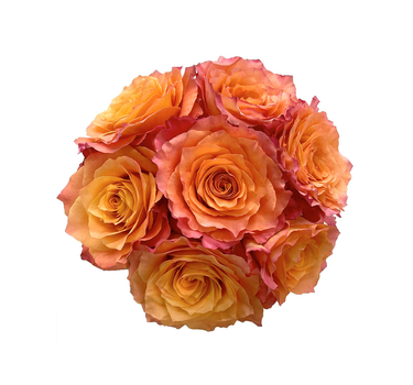 Bulk Free Spirit Rose