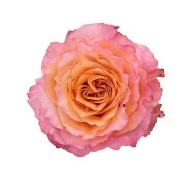 Bulk Free Spirit Rose