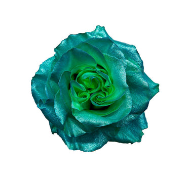 Greenwater Metallic Tinted Roses Gift Box