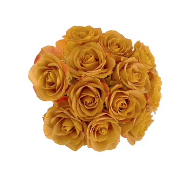 Bulk Heart of Gold Rose