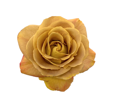 Bulk Heart of Gold Rose