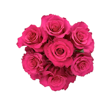 Hot Pink Roses Gift Box