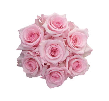 Light Pink Roses Gift Box