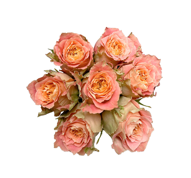 Peach Roses Gift Box