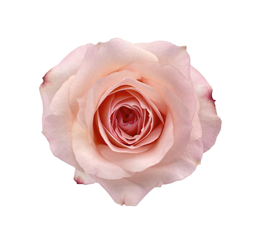 Bulk Mayra's Rose Bridal Pink Rose