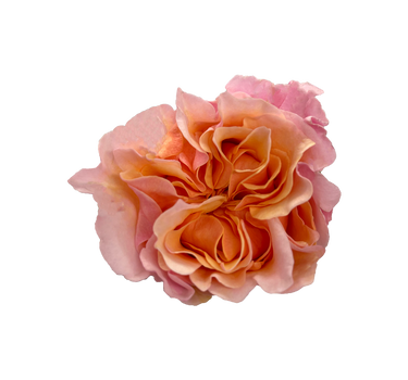 Bulk Mayra's Peach Garden Rose