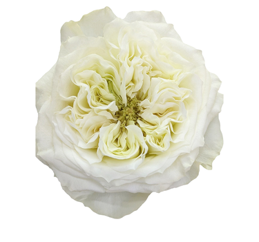 Bulk Mayra's White Rose