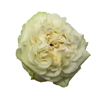 Bulk Moonstone Rose