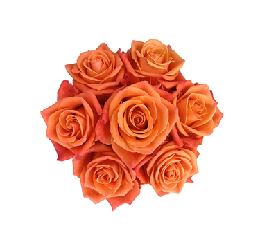 Bulk Orange Crush Rose