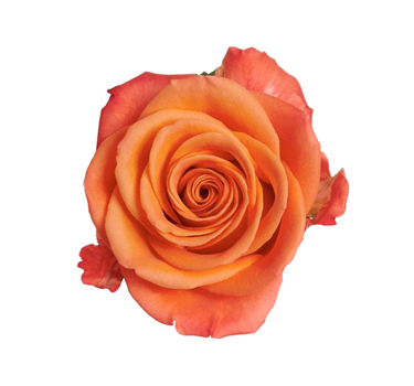 Bulk Orange Crush Rose