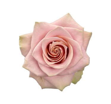 Bulk Pink Amaretto Rose