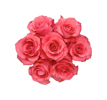 Hot Pink Roses Gift Box