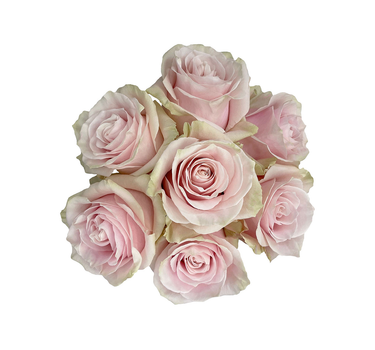 Bulk Pink Mondial Rose