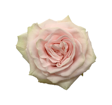 Bulk Pink Mondial Rose