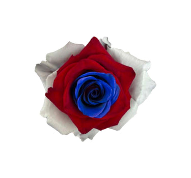 President Lincoln Tinted Roses Gift Box