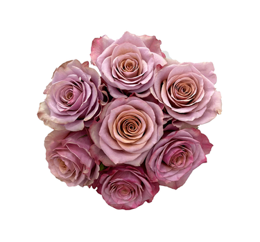 Bulk Purple Moon Rose