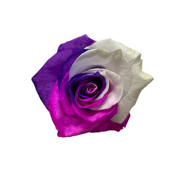 Purple Pink White Classic Tinted Roses Gift Box