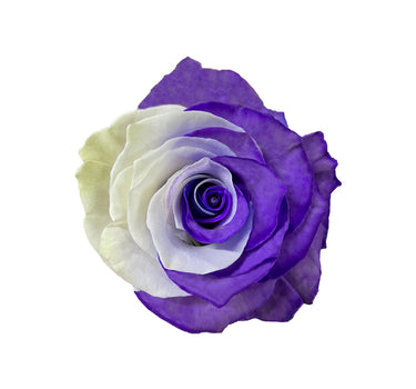 Purple White Bicolor Tinted Roses Gift Box