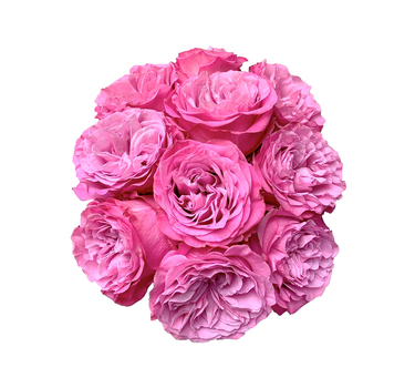 Bulk Queens Crown Rose