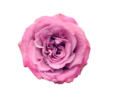 Bulk Queens Crown Rose