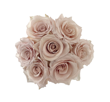 Sand Roses Gift Box