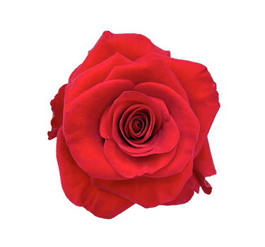 Bulk Redvolution Rose