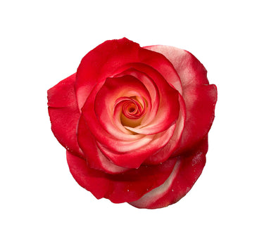 Ruby Mother's Day Roses Gift Box