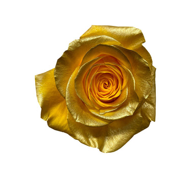 Sandstone Classic Tinted Roses Gift Box