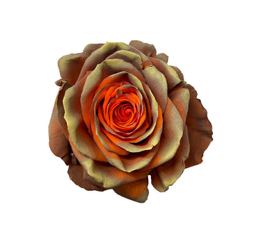 Sassafras Fall Tinted Roses Gift Box