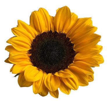 Bulk Sunflowers Select