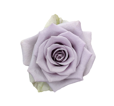 Bulk Shocking Blue Rose