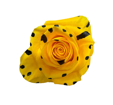 Spots Black Orange Classic Tinted Roses Gift Box