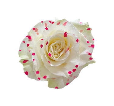 Spots Hot Pink Classic Tinted Roses Gift Box