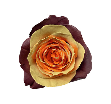 Sweet Gum Thanksgiving Tinted Roses Gift Box