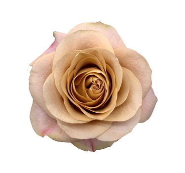 Bulk Symbol Rose