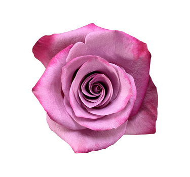 Bulk Violet Hill Rose