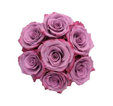 Bulk Violet Hill Rose